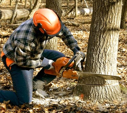 Tree Removal in Marston, MO